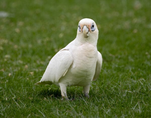 A wild Little Corella forages on the ground