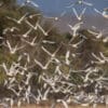A flock of wild Little Corellas in flight