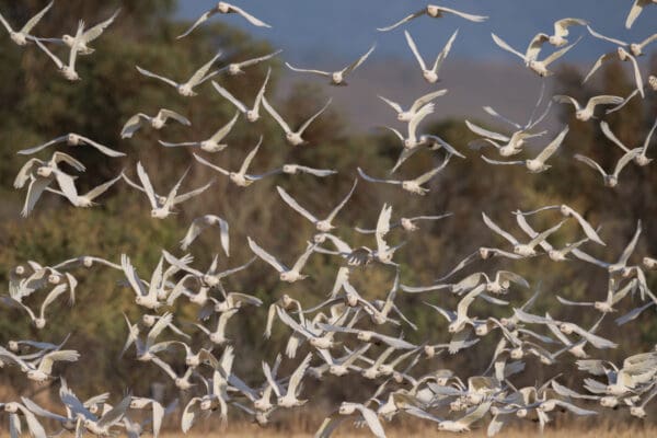 A flock of wild Little Corellas in flight