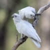 Wild Little Corellas perch on a branch