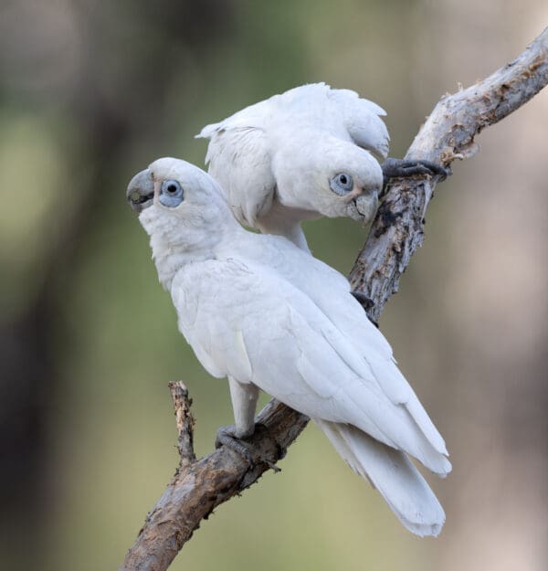 Wild Little Corellas perch on a branch