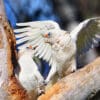 Wild Little Corellas interact