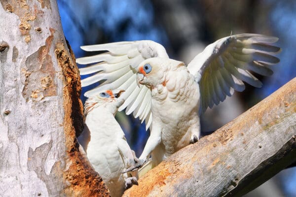 Wild Little Corellas interact