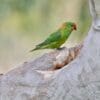 A wild Little Lorikeet perches on a tree trunk