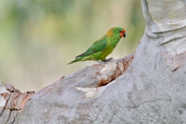 A wild Little Lorikeet perches on a tree trunk