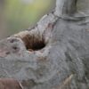A shy wild Little Lorikeet thinks about coming out