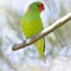 A wild male Little Lorikeet perches on a branch