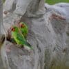Wild Little Lorikeets perch in a tree