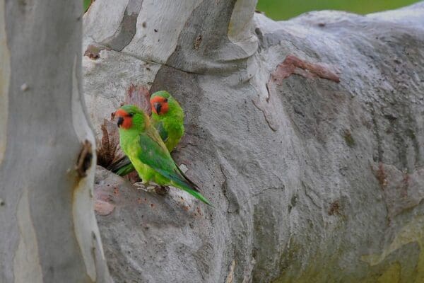 Wild Little Lorikeets perch in a tree