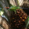 A wild Long-tailed Parakeet perches in a palm