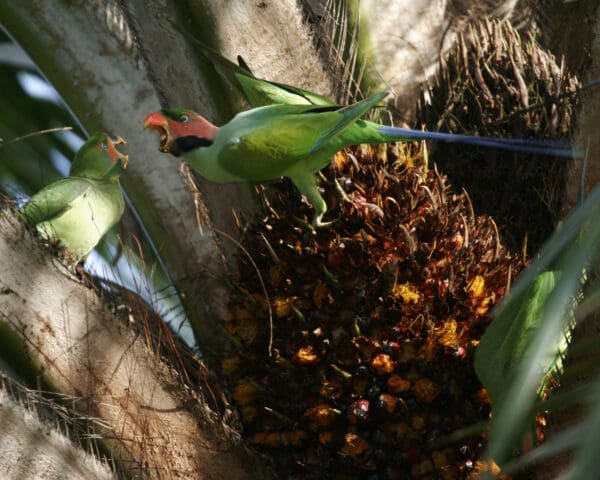 A wild Long-tailed Parakeet perches in a palm