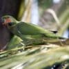A wild Long-tailed Parakeet perches on a palm frond