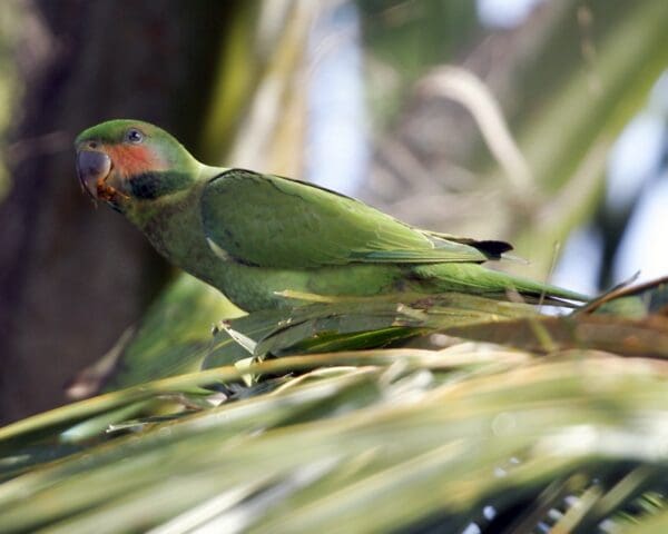 A wild Long-tailed Parakeet perches on a palm frond
