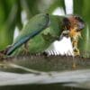 A wild Long-tailed Parakeet feeds on fruit