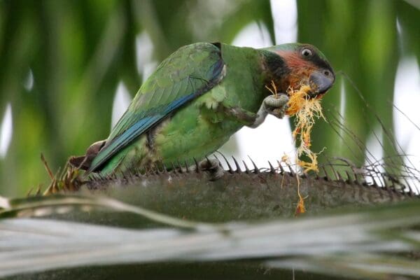 A wild Long-tailed Parakeet feeds on fruit