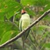 A wild Long-tailed Parakeet perches in a tree