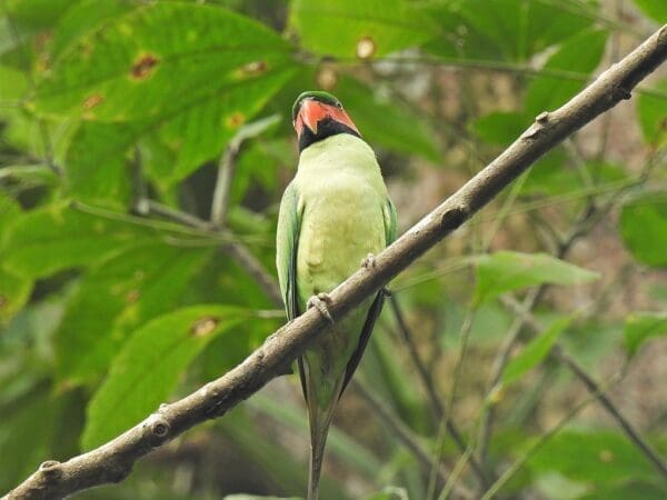 A wild Long-tailed Parakeet perches in a tree