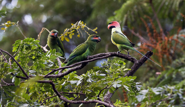 Wild Long-tailed Parakeets perch in a tree
