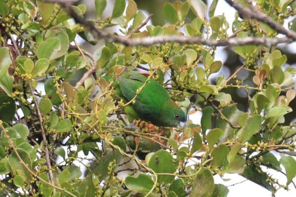 A wild female Madarasz's Tiger Parrot climbs through a tree