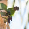 © Corey Raffel A wild Madeira Conure clings to a tree trunk