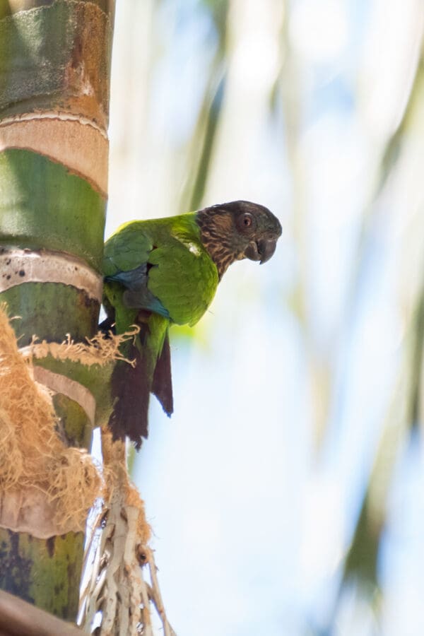 A wild Madeira Conure clings to a tree trunk
