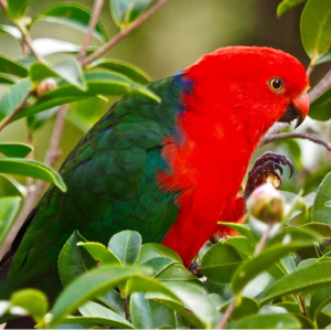 A Moluccan King Parrot perches in a tree
