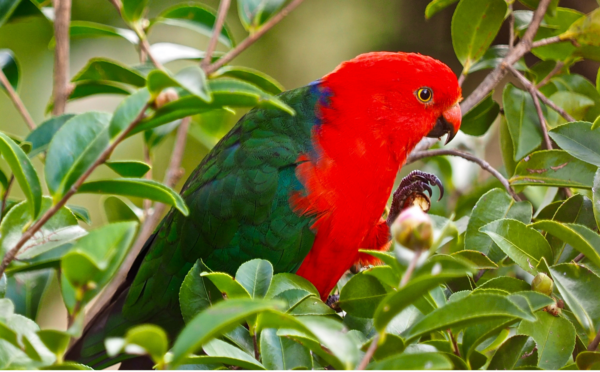 A Moluccan King Parrot perches in a tree