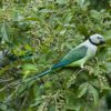Wild Malabar Parakeets, male left, female right, perch in a bush
