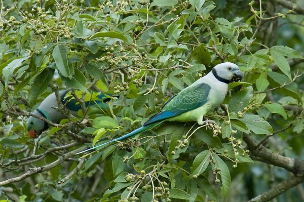 Wild Malabar Parakeets, male left, female right, perch in a bush