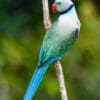 A wild male Malabar Parakeet clings to a branch