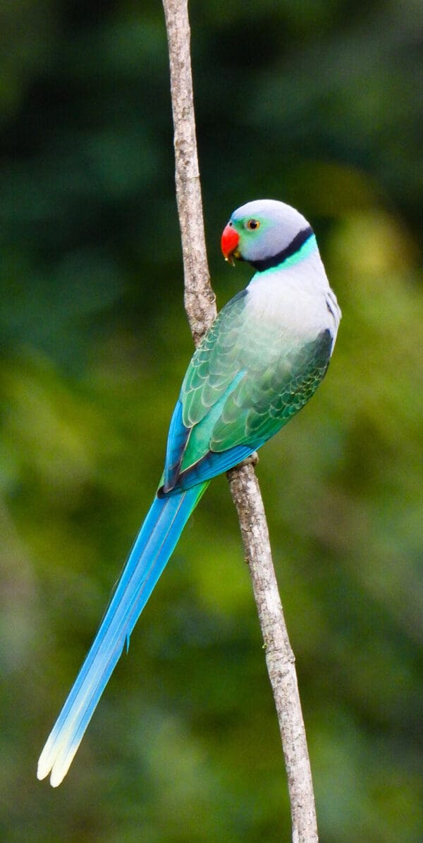 A wild male Malabar Parakeet clings to a branch