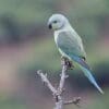 A wild female Malabar Parakeet perches atop a branch