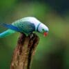 Wild male Malabar Parakeet perches on a stump
