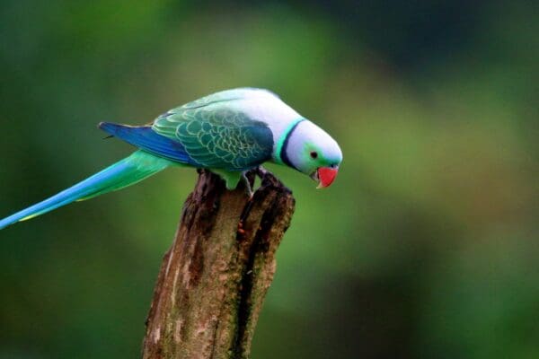 Wild male Malabar Parakeet perches on a stump