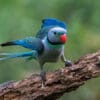 A wild male Malabar Parakeet before takeoff