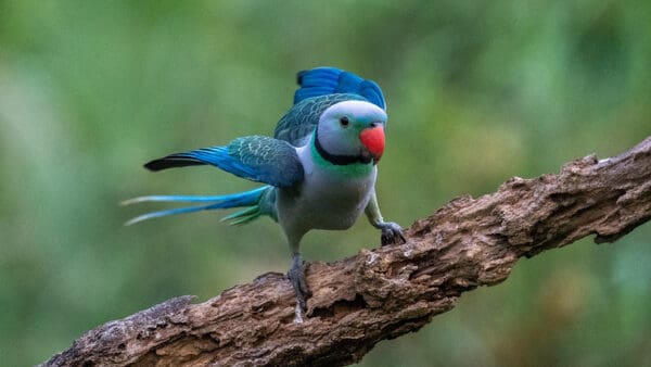 A wild male Malabar Parakeet before takeoff