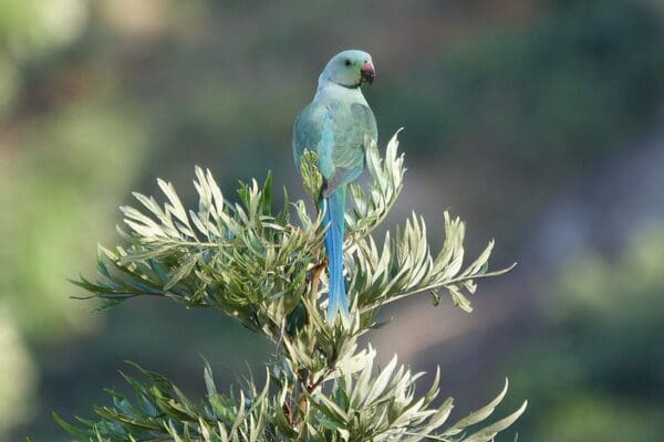 A wild juvenile Malabar Parakeet perches atop a tree