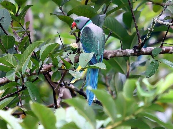 A wild Malabar Parakeet perches in a tree