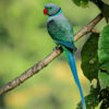 A wild male Malabar Parakeet perches on a branch