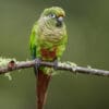 A wild Maroon-bellied Conure perches on a branch