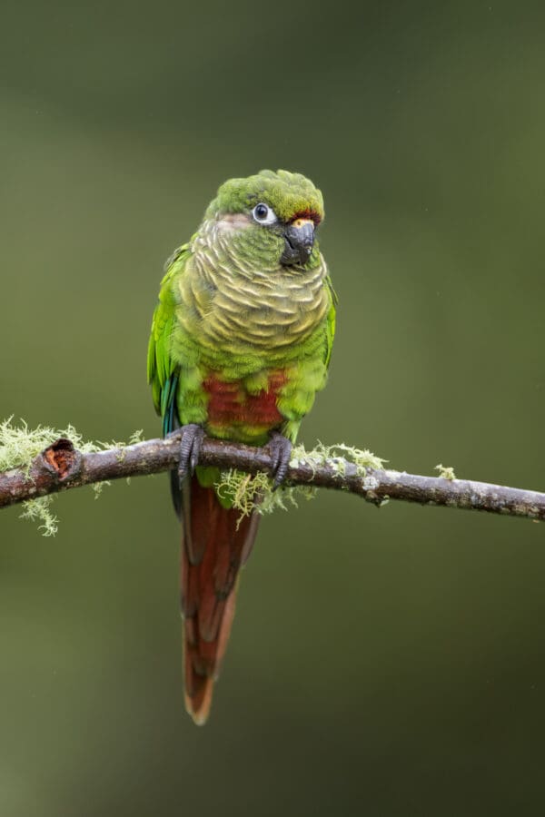 A wild Maroon-bellied Conure perches on a branch
