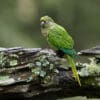 A wild Maroon-bellied Conure perches on a limb