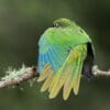 A wild Maroon-bellied Conure stretches a wing