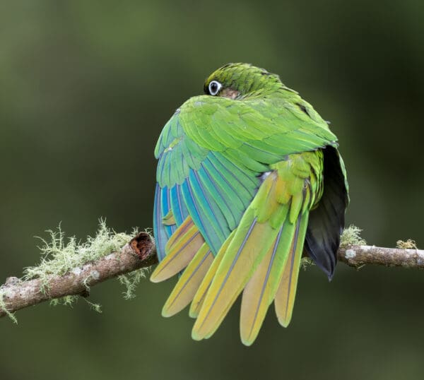 A wild Maroon-bellied Conure stretches a wing