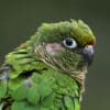 A closeup of a wild Maroon-bellied Conure