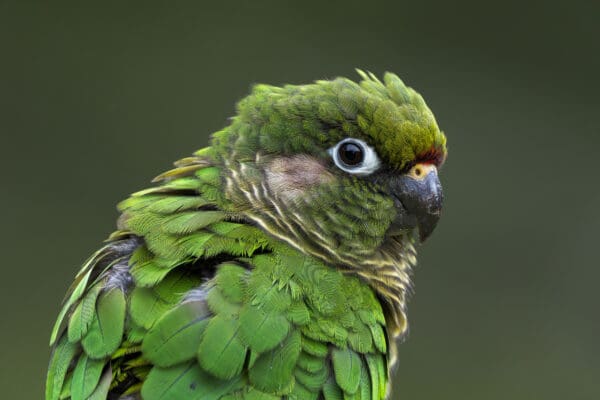A closeup of a wild Maroon-bellied Conure