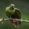 A wild Maroon-bellied Conure stretches a wing
