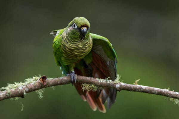 A wild Maroon-bellied Conure stretches a wing