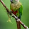 A wild Maroon-bellied Conure perches on a branch