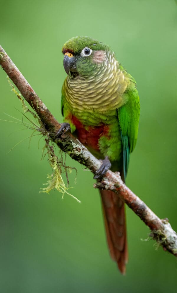 A wild Maroon-bellied Conure perches on a branch